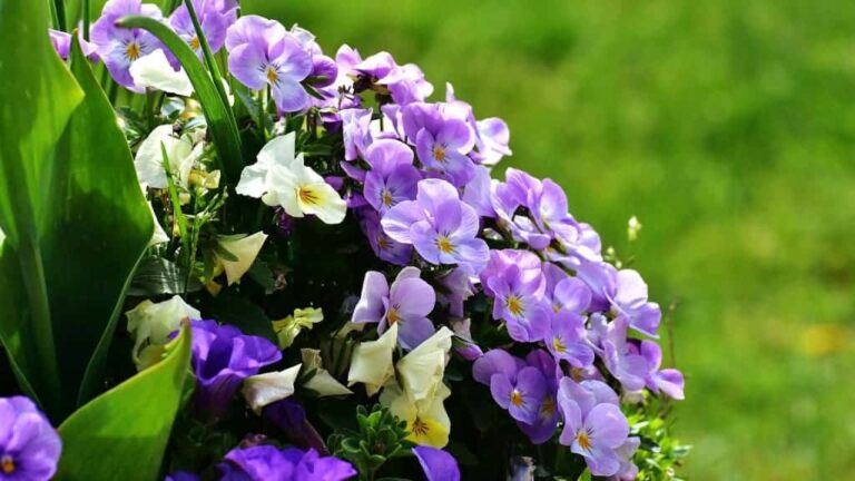 dayanıklı balkon çiçekleri