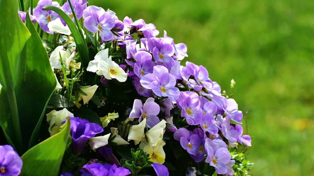 Dayanıklı Balkon Çiçekleri Nelerdir?