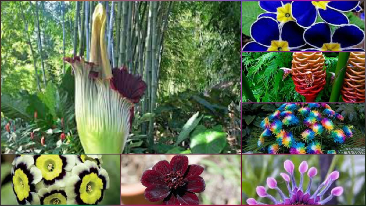 Dünyada En Nadir Bulunan 14 Çiçek!