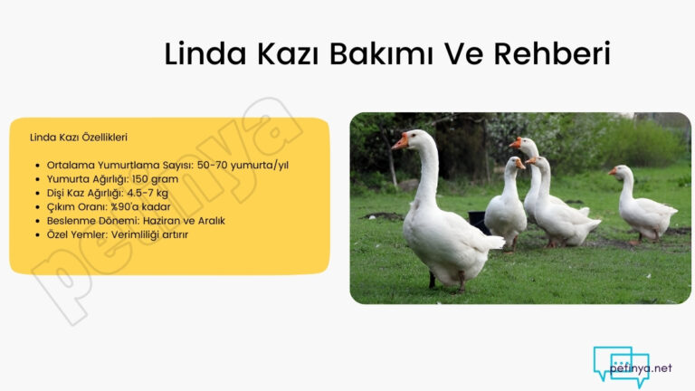 linda kazi bakimi ve rehberi