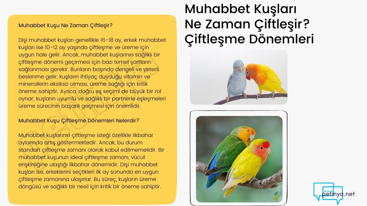 Muhabbet Kuşları Ne Zaman Çiftleşir? Muhabbet Kuşu Çiftleşme Dönemleri