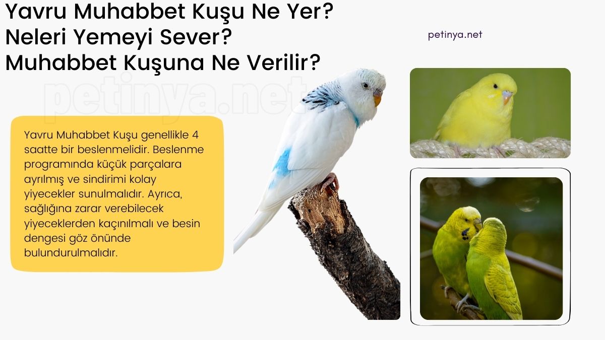 Yavru Muhabbet Kuşu Ne Yer? Neleri Yemeyi Sever? Muhabbet Kuşuna Ne Verilir?