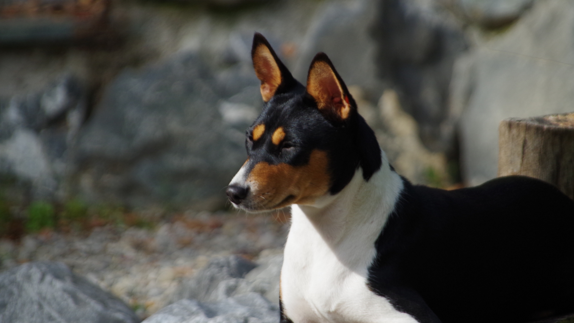 Basenji 3