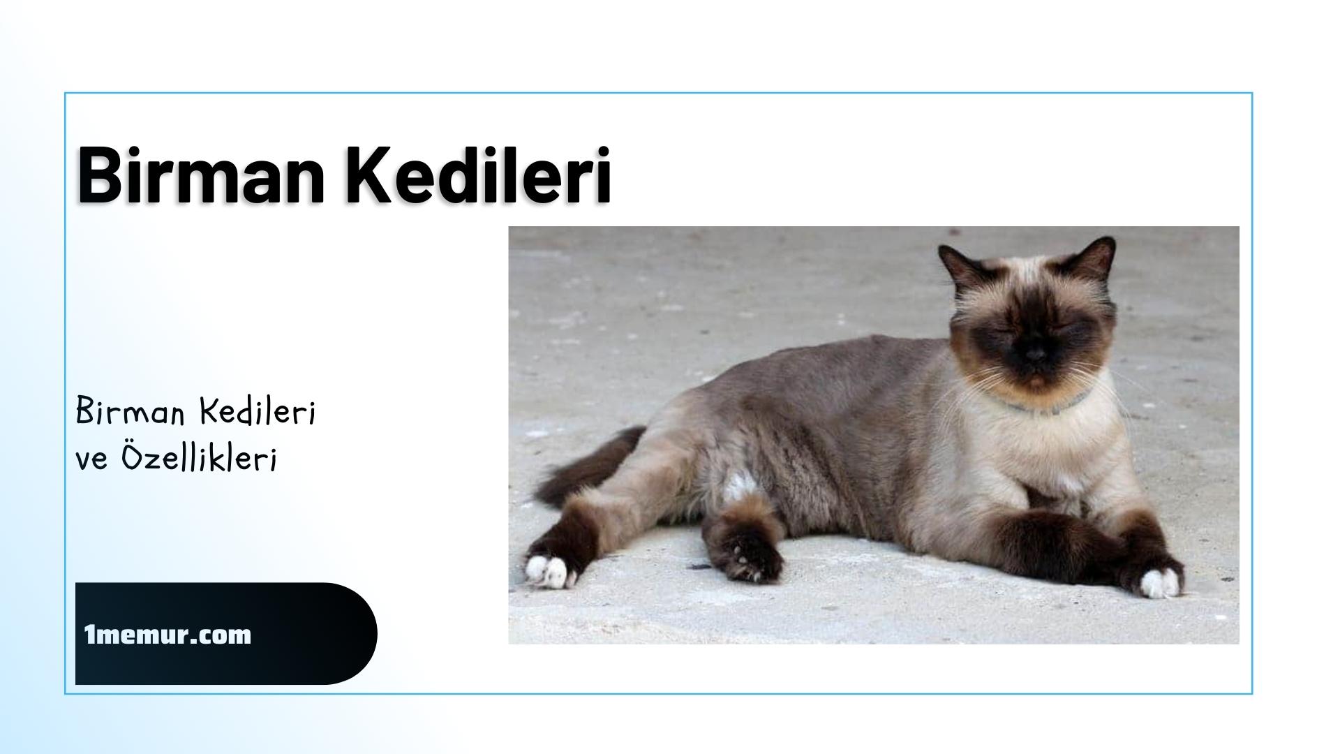 Birman kedileri