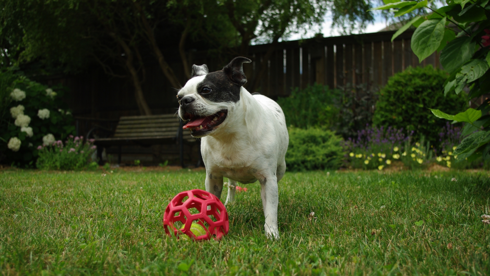 Boston Terrier 1
