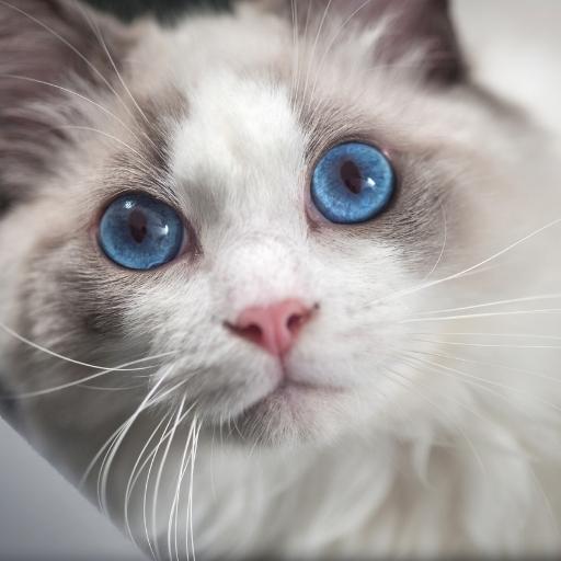 Kediler Neden Hapşırır? Sebepleri ve Çözümleri