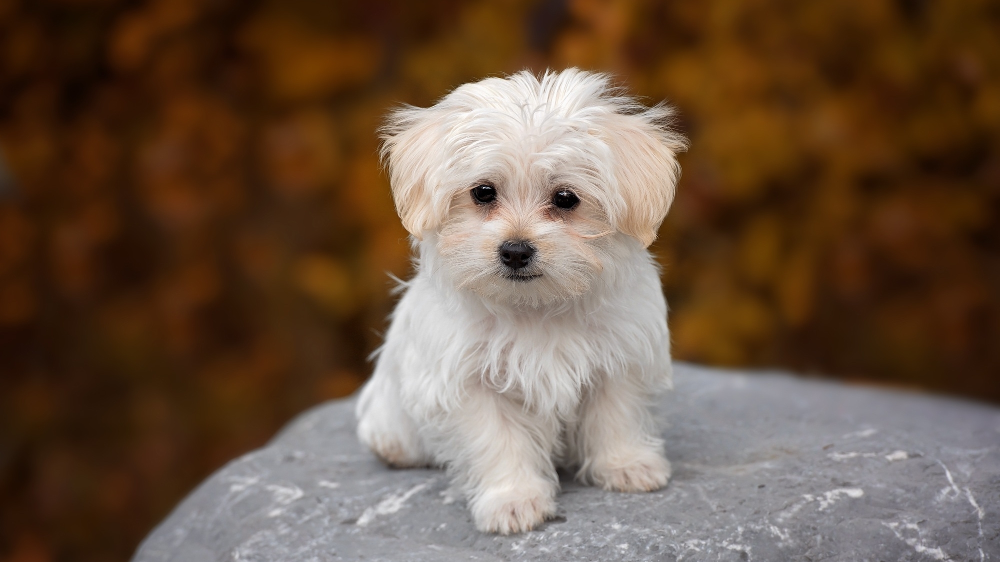 Maltese