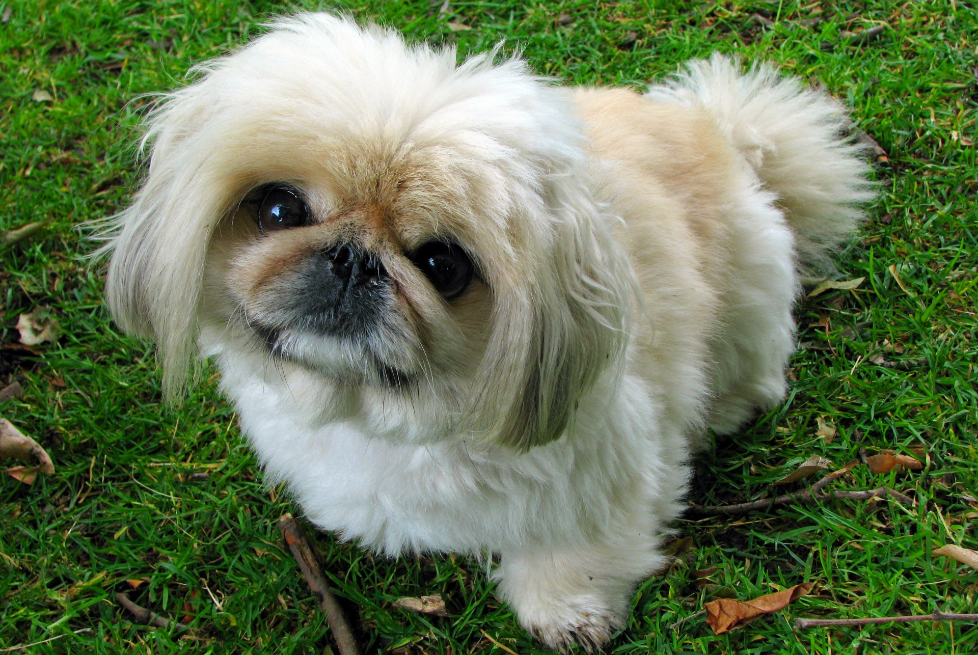 Pekingese 1