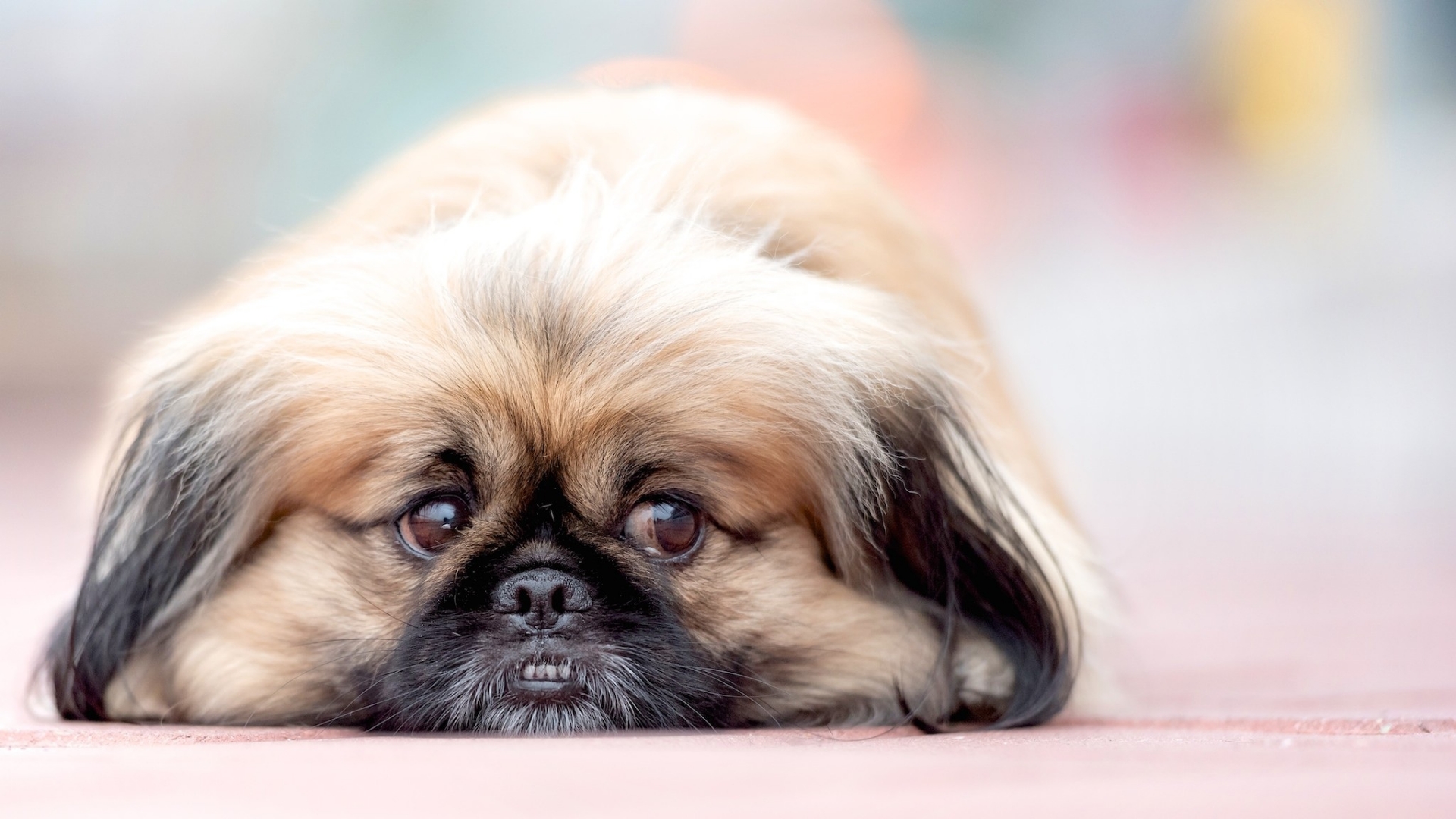 Pekingese
