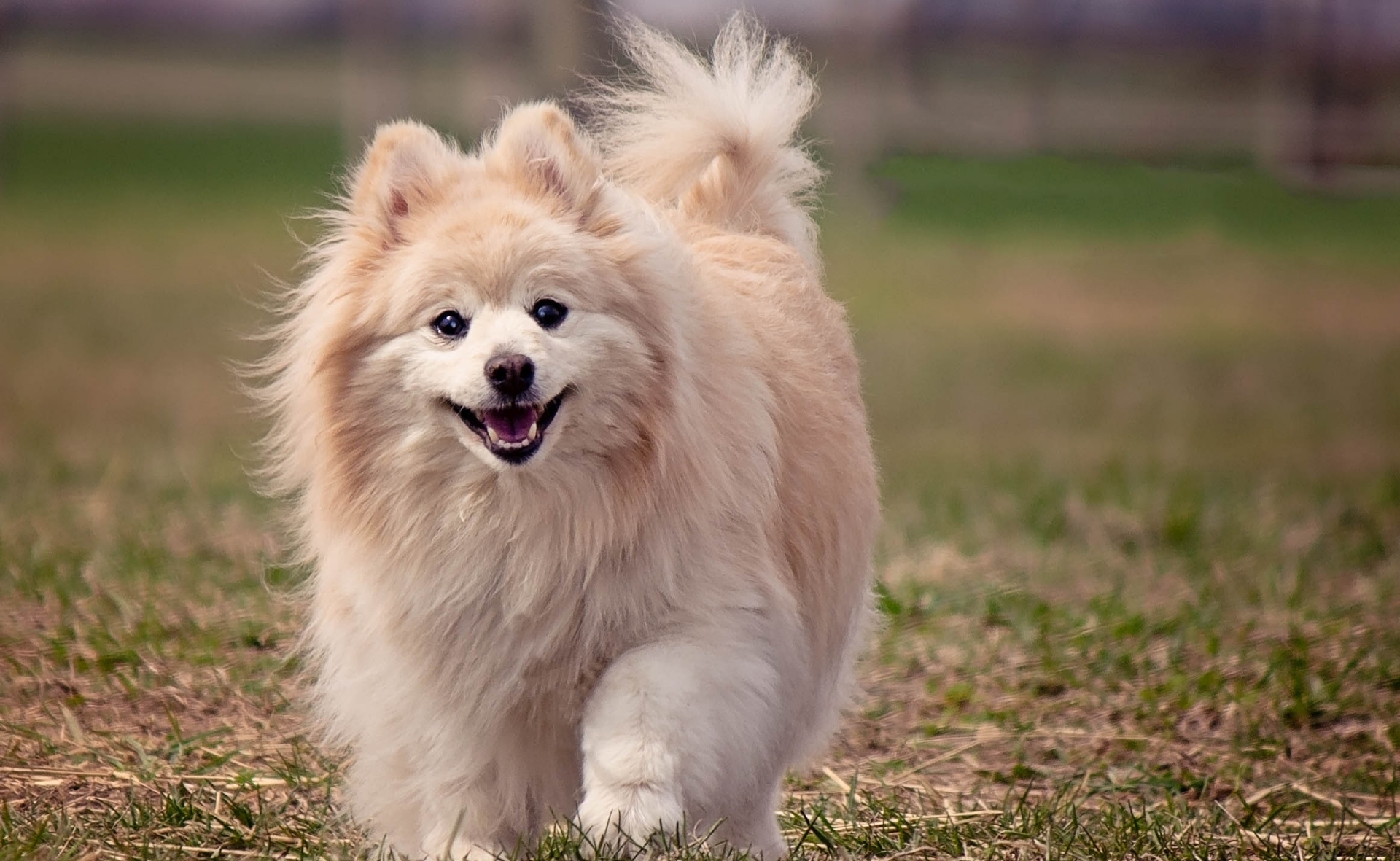 Pomeranian