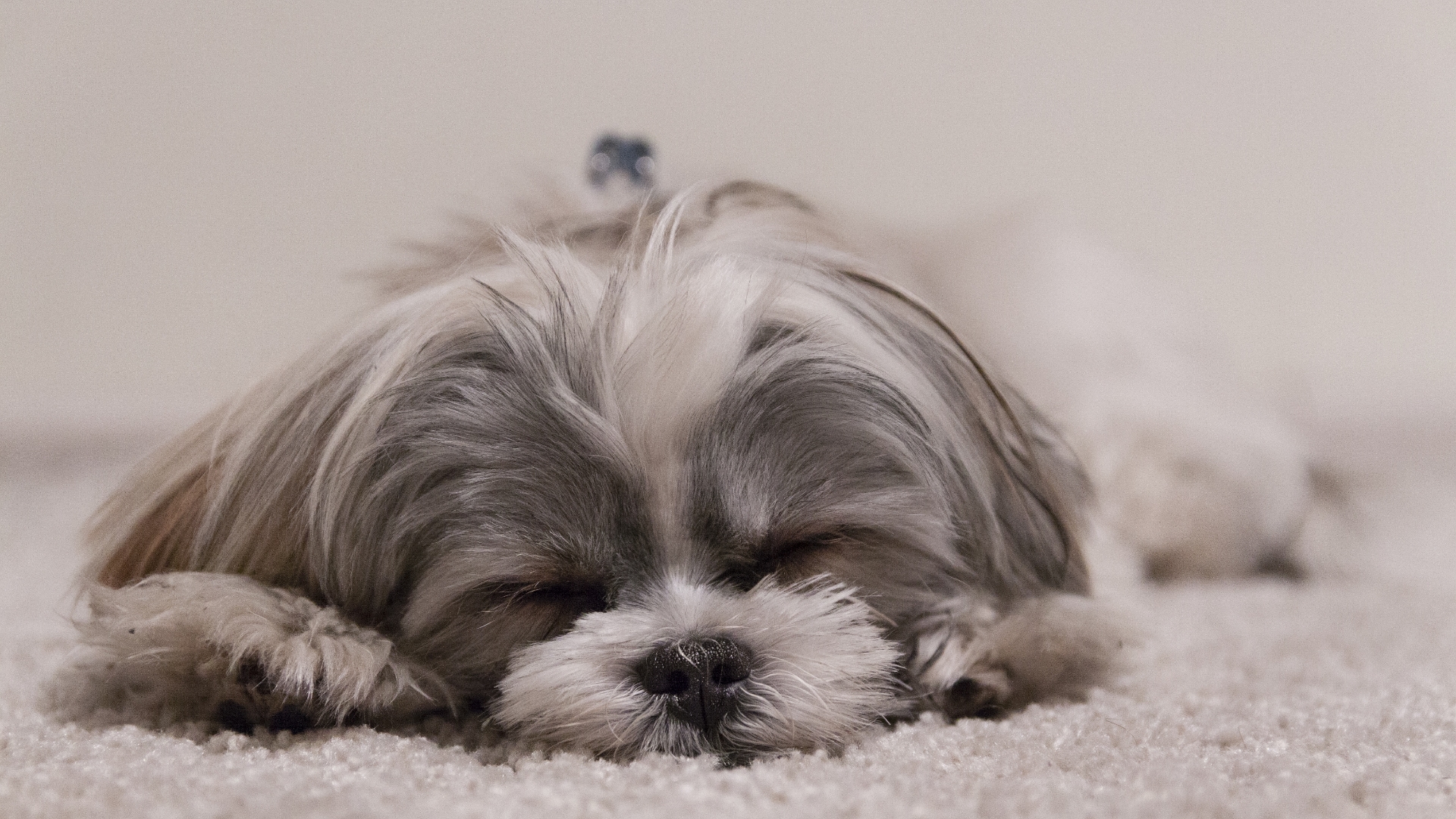 Shih Tzu
