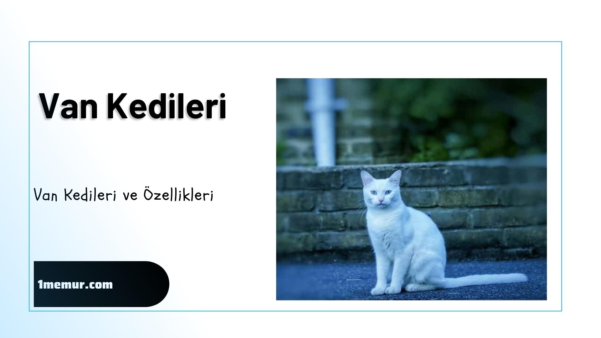 Van kedi turleri