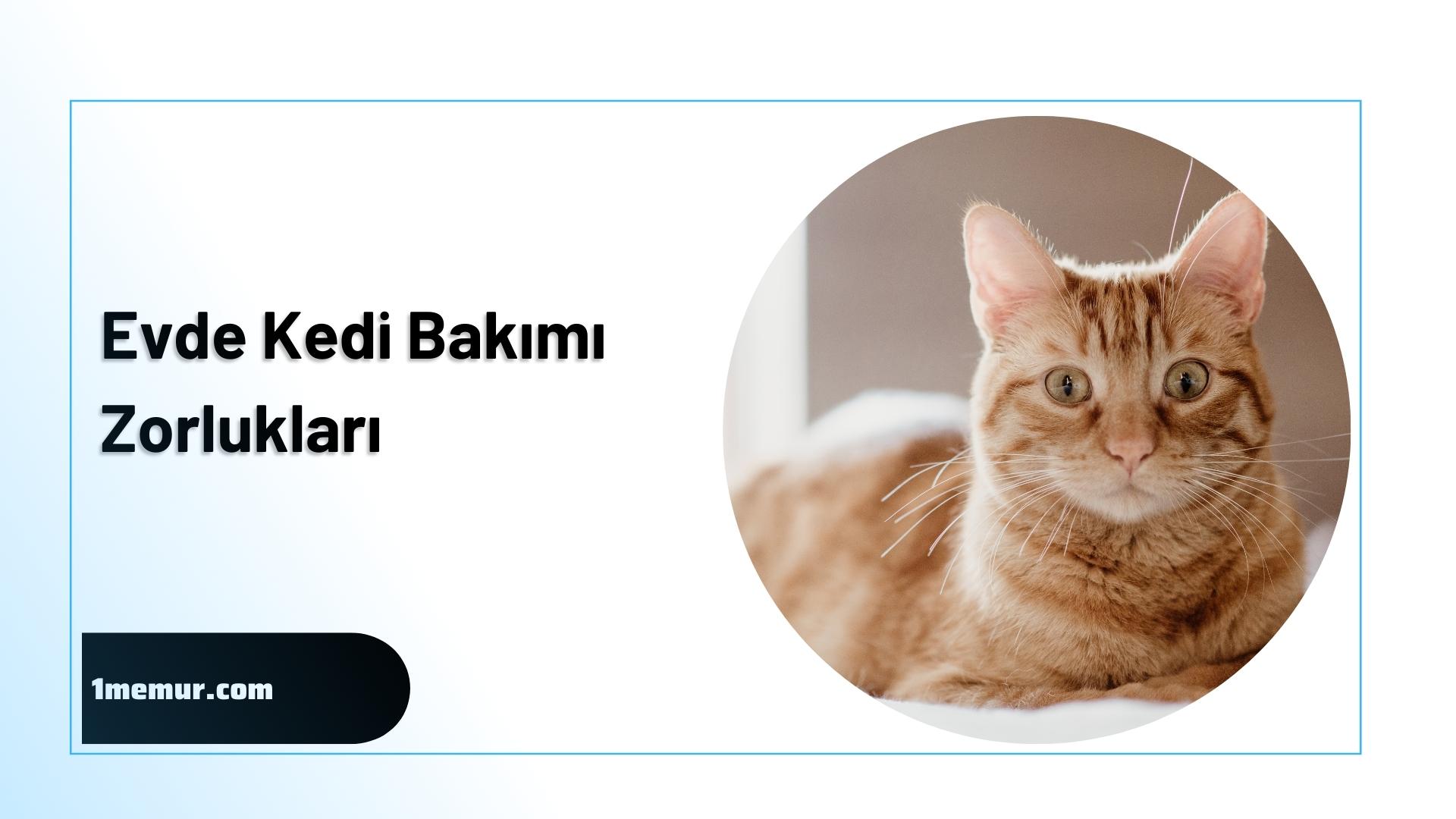evde kedi bakimi zorluklari