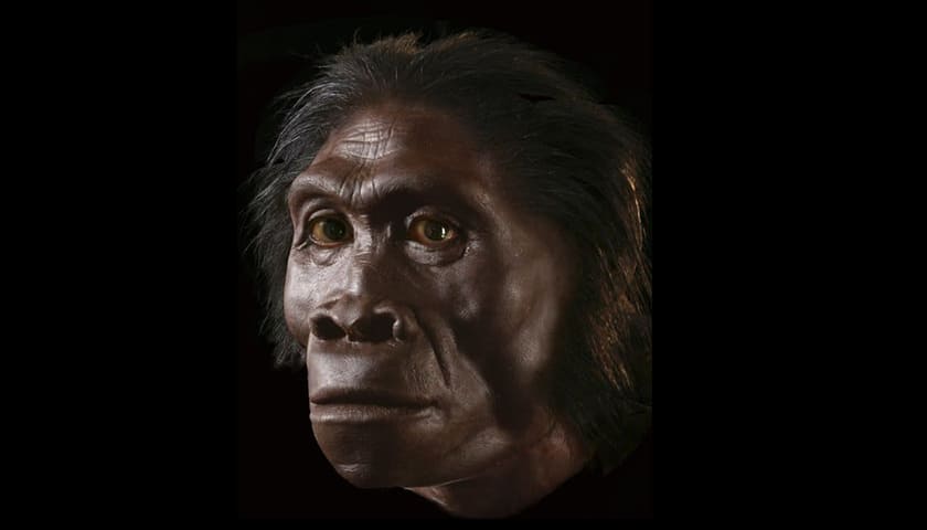 homo habilis