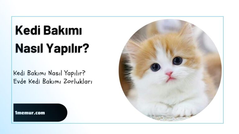 kedi bakimi