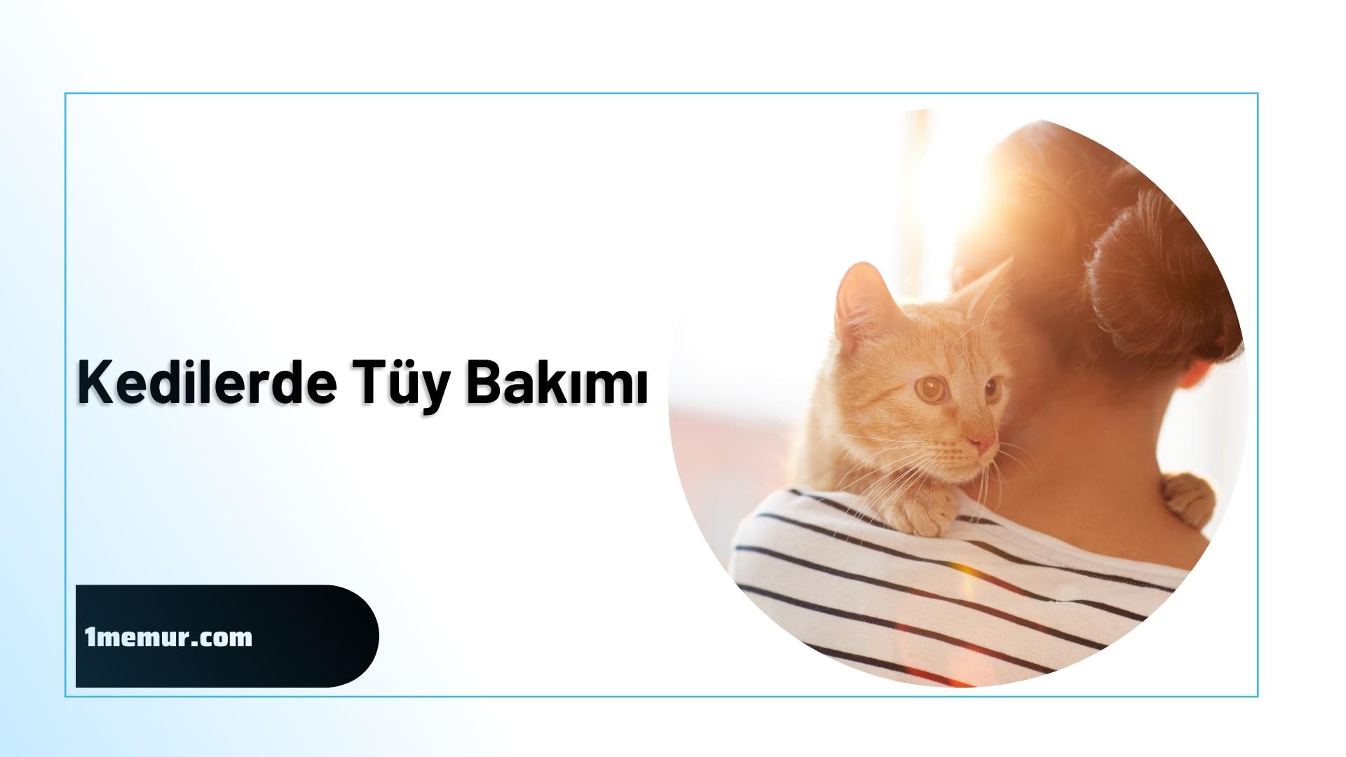 kedi tuy bakimi