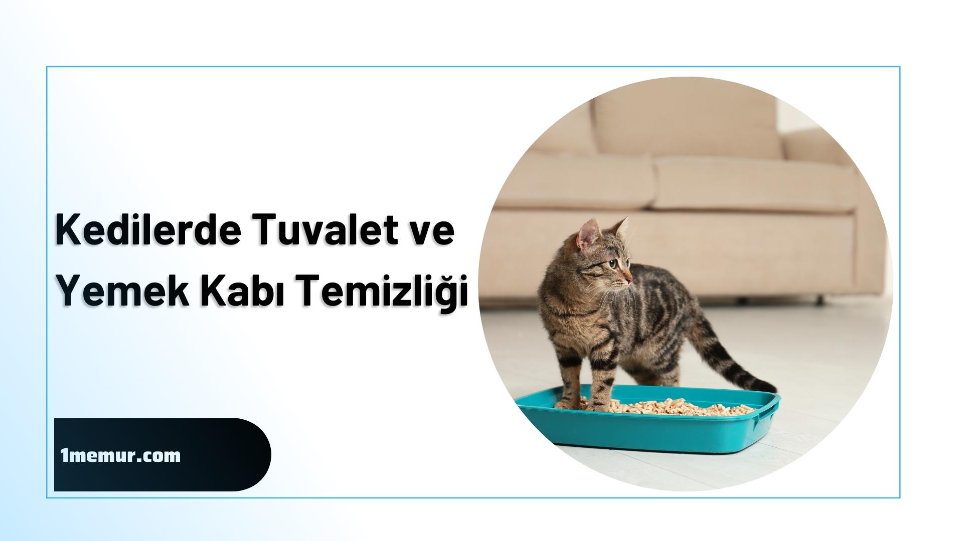 kedilerde tuvalet ve yemek kabi temizligi