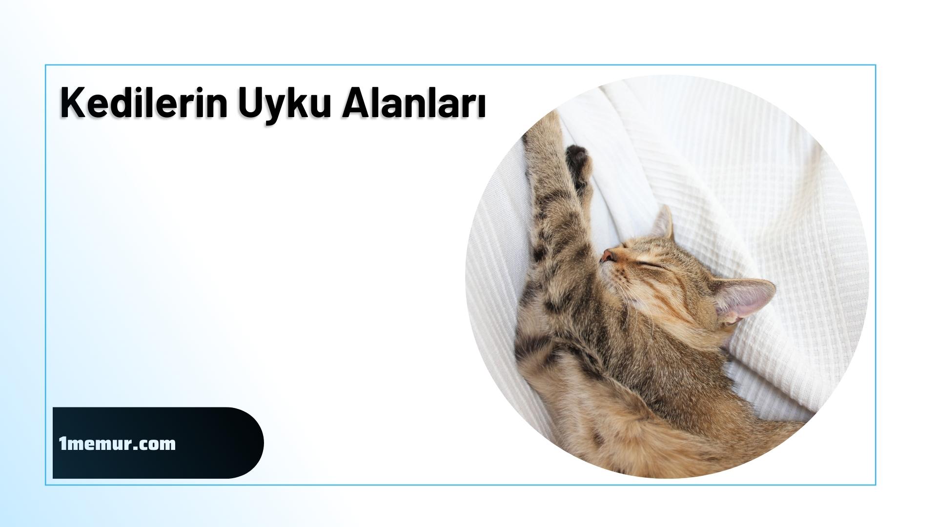 kedilerin uyku alanlari