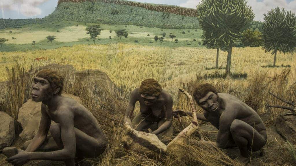 Tarihte Yaşamış Olan İlk İnsan Türleri Hangileridir?