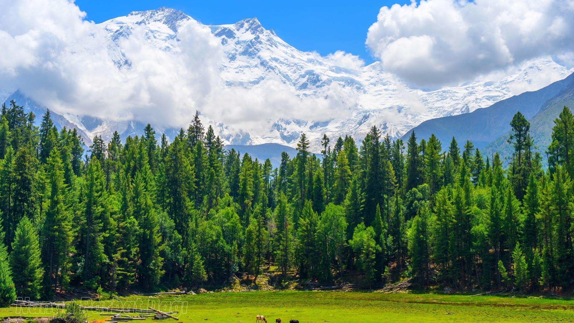 dunyanin en yuksek daglari Nanga Parbat