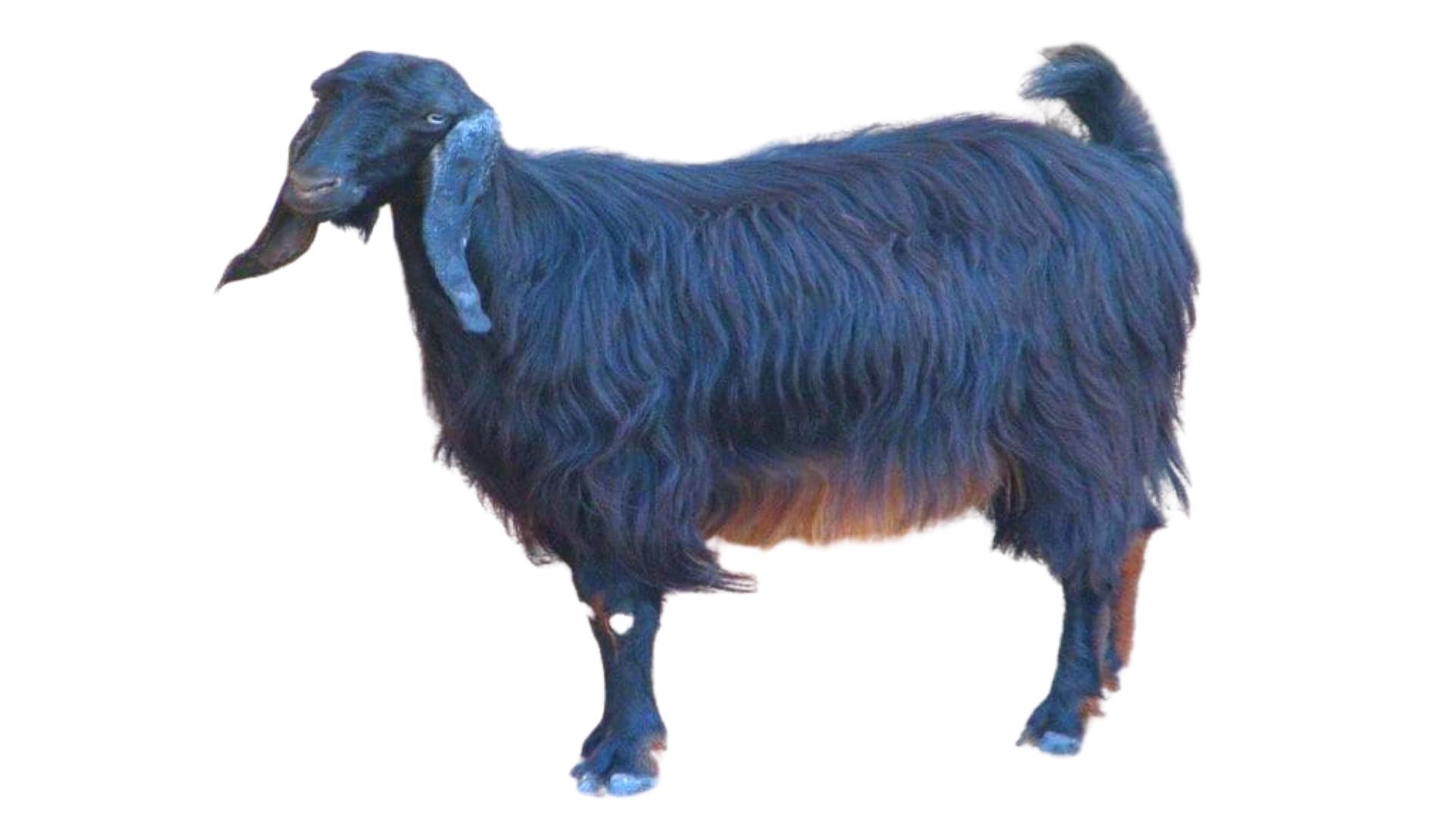 akdeniz iklimi kil kecisi