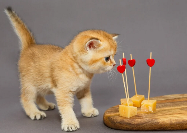 kediler kaşar peynir yer mi