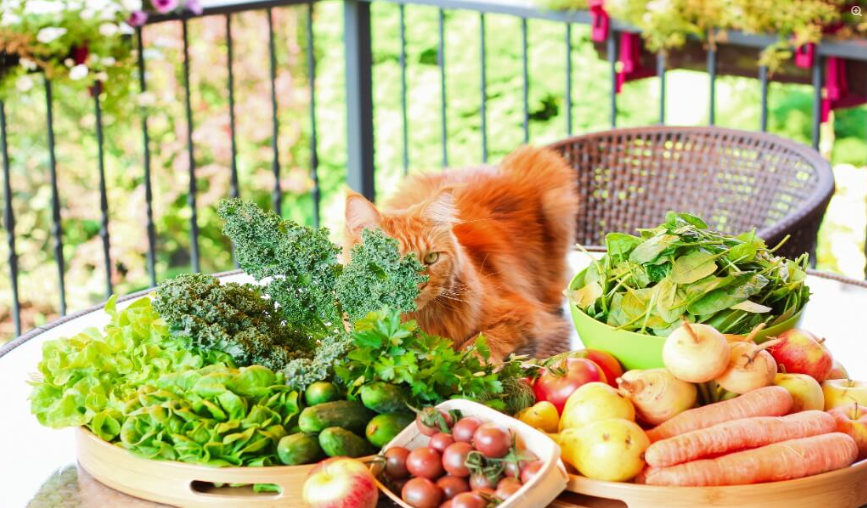 Kedi maydanoz yer mi ?