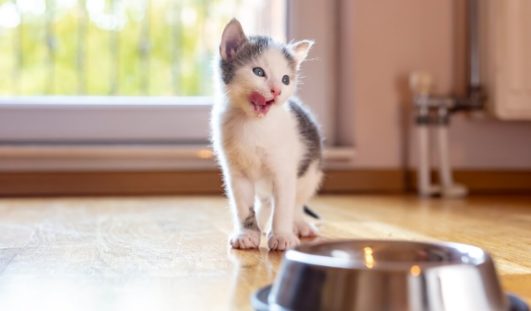 Yavru kedi peynir yer mi