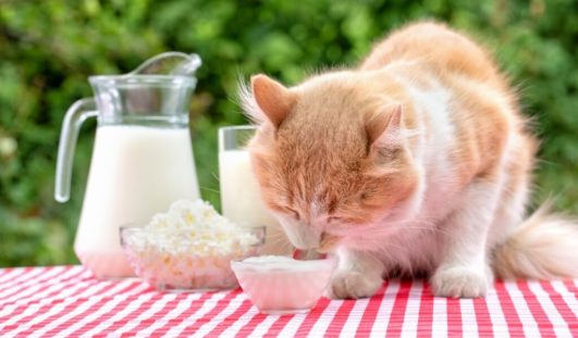 Kediler yoğurt yer mi ?