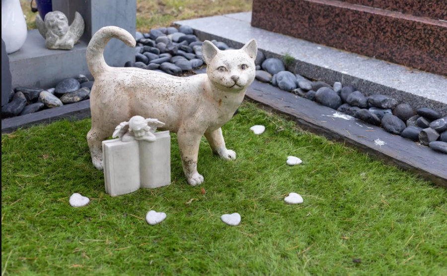 Kedim öldü ! Ölümü ile nasıl başa çıkarım ?