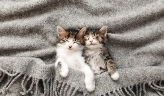 yavru kediler yoğurt yer mi