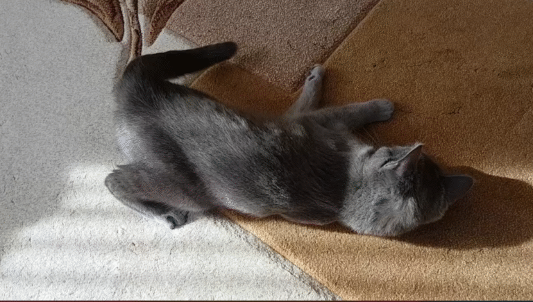 disi kedilerde kizginlik donemi