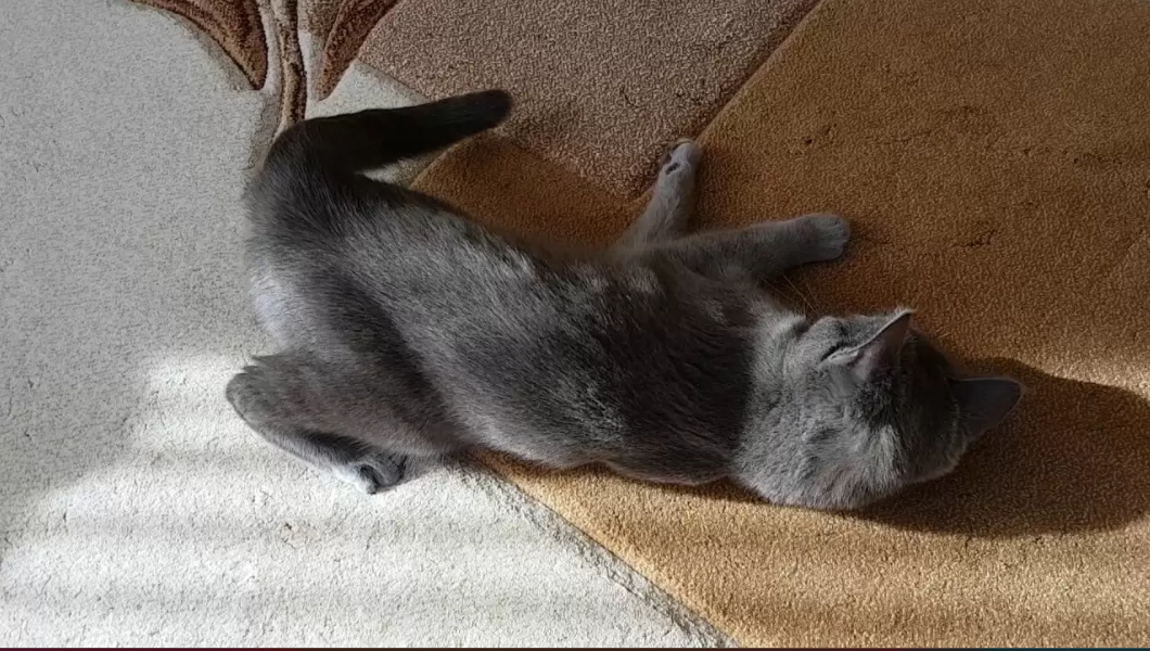 Dişi Kedi Kızgınlık Döneminde Kulak Çubuğu ile Rahatlatmak