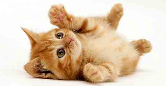 kurtce erkek kedi isimleri