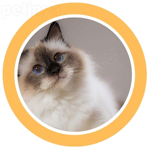 birman kedisi