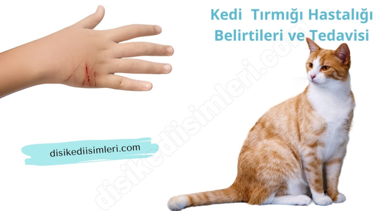 kedi tirmigi hastaligi belirtileri ve tedavisi