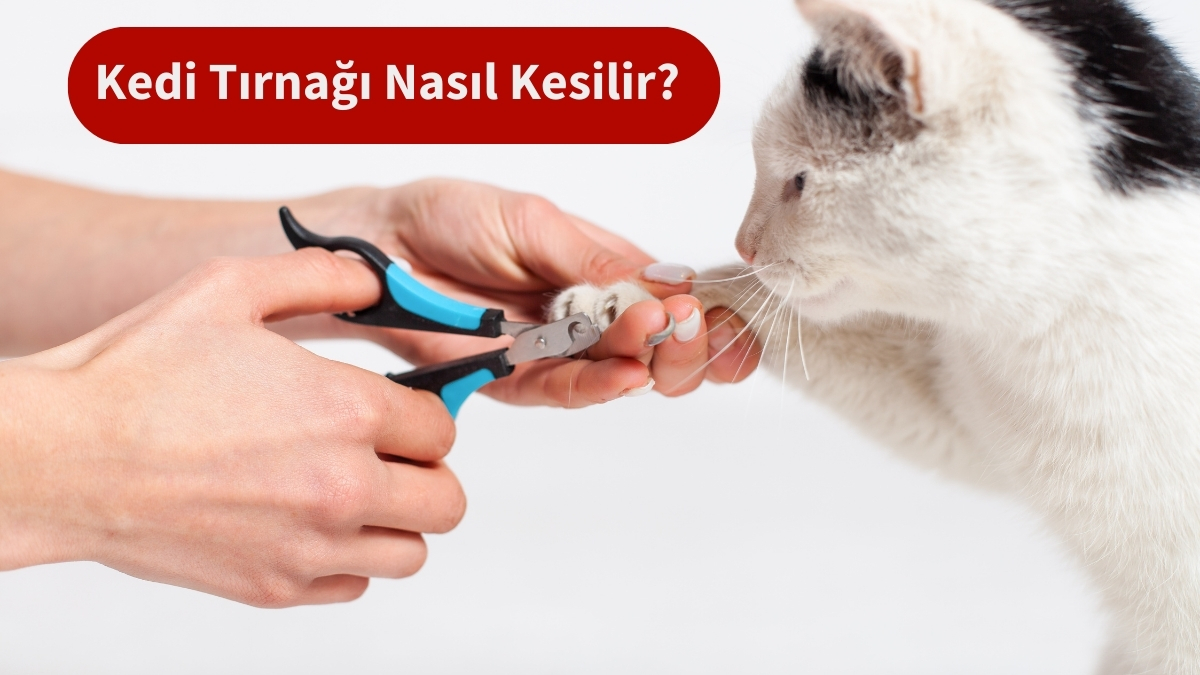 Kedi Tırnağı Nasıl Kesilir?