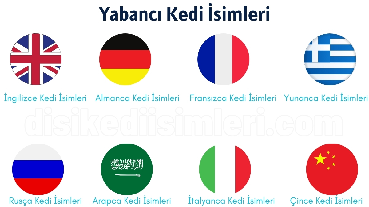 Yabancı Kedi İsimleri (113 Etkileyici Dişi Kedi İsimleri)