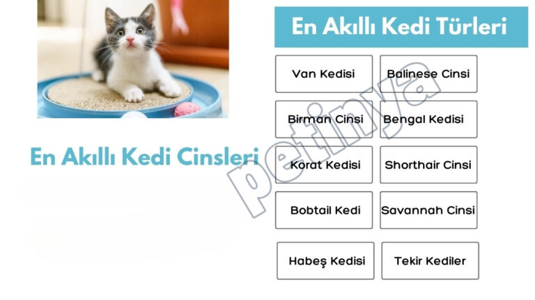 en akilli kedi cinsleri en zeki kedi turleri