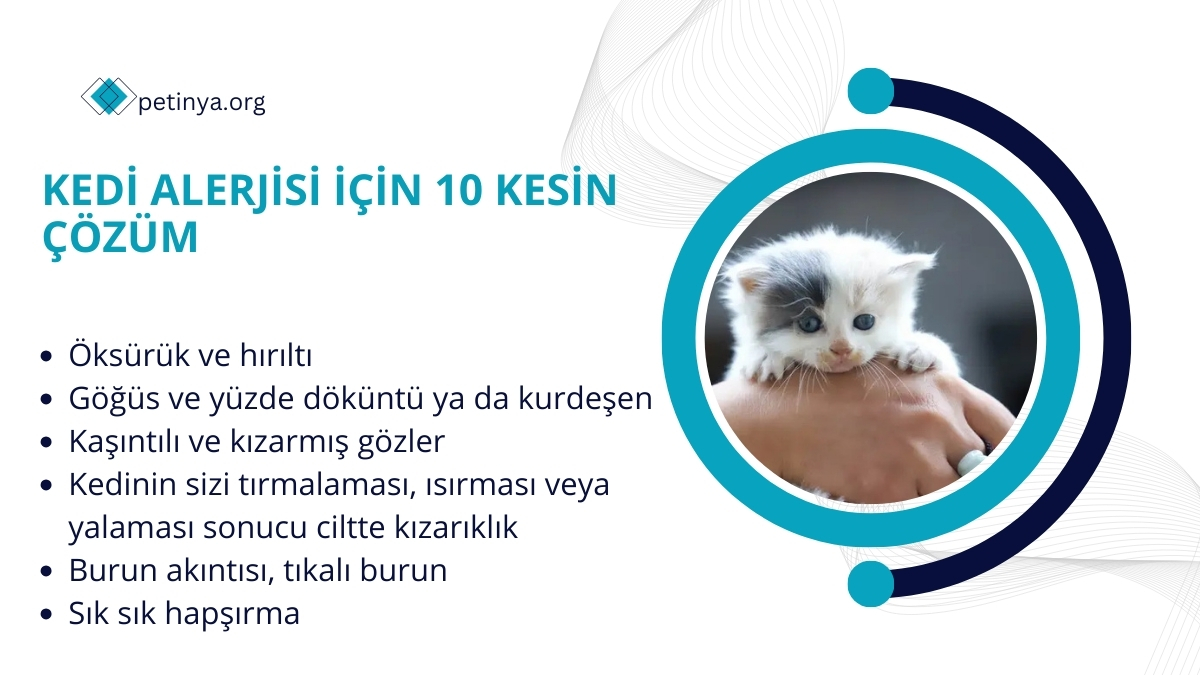 kedi alerjisi icin 10 kesin cozum