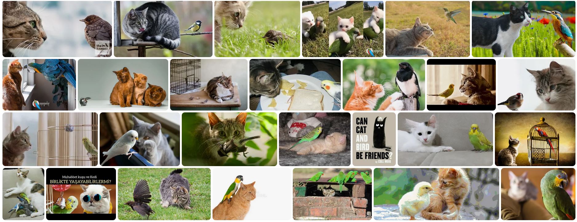 kedi ve kus ayni evde yasar mi 5 uzman ipucu