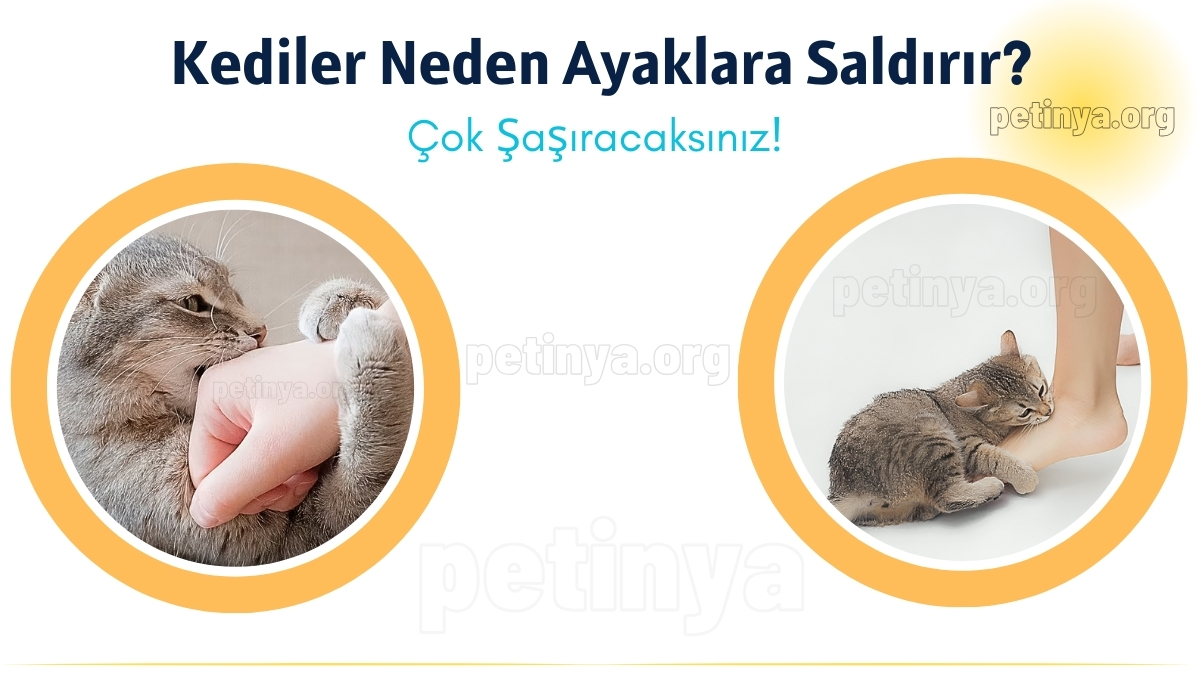 Kediler Neden Ayaklara Saldırır? Çok Şaşıracaksınız!