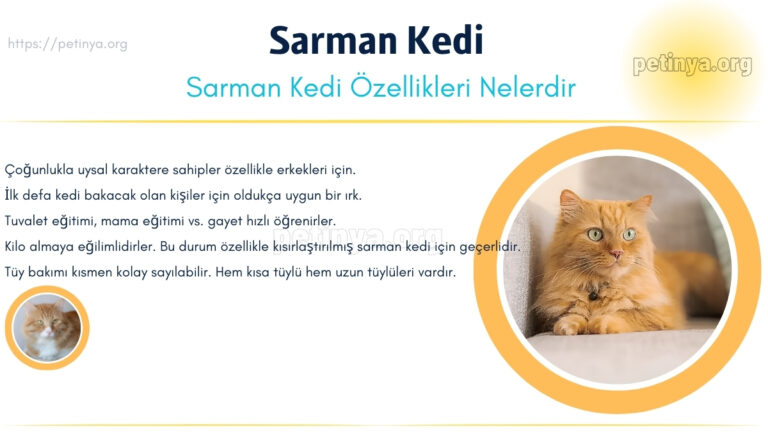 sarman kedi ozellikleri