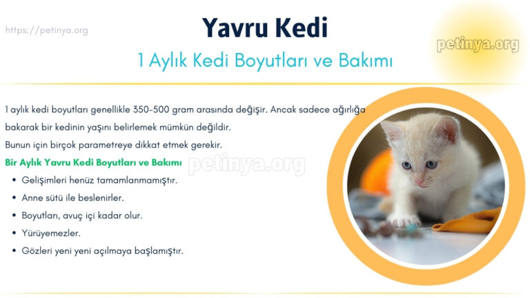 yavru kedi bakimi ve boyutu