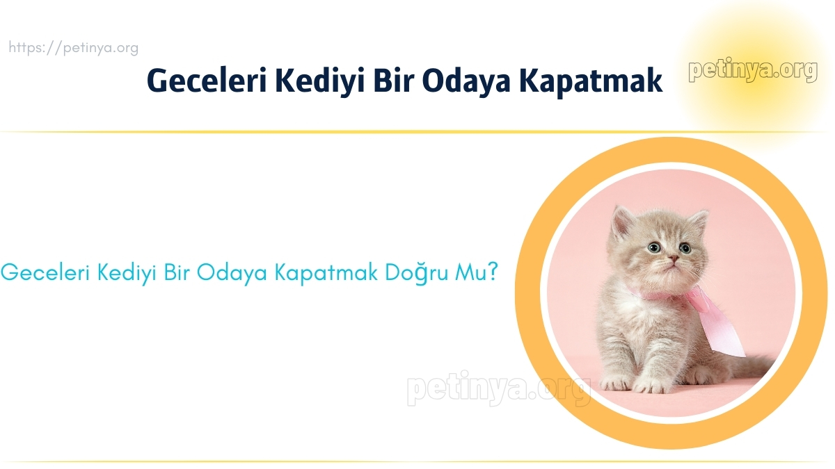 Geceleri Kediyi Bir Odaya Kapatmak Sakın Yapmayın!