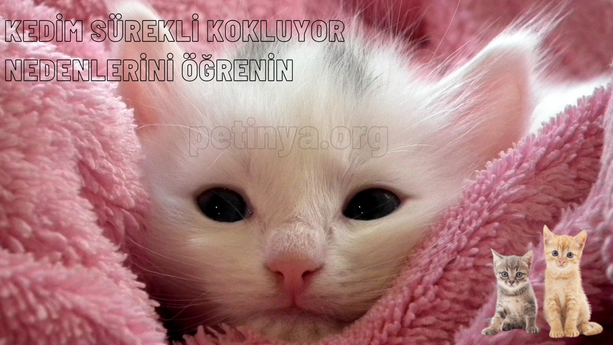 kedim surekli kokluyor