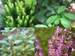 Bağırsak Kurdu için Ne Yapmak Gerekir?