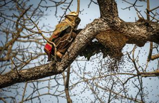 Arılar kovanını nasıl yapar
