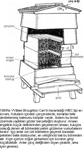 Arılar kovanını nasıl yapar