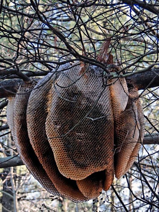 Arılar kovanını nasıl yapar